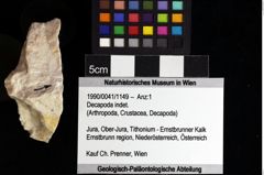 Foto (Objket + Etiketten) von Decapoda indet. 